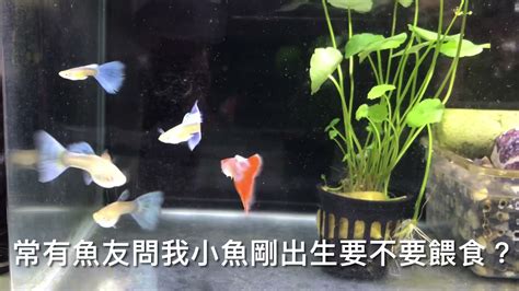 孔雀魚要養幾隻|孔雀魚全攻略